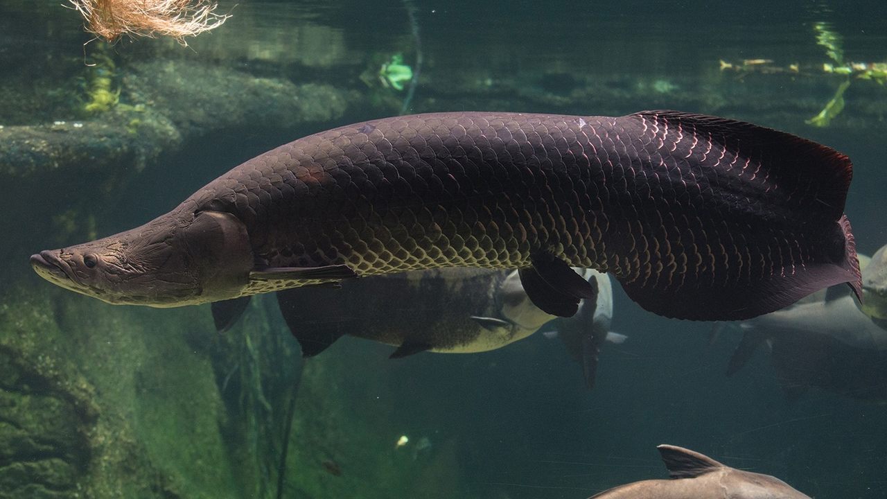 Рыба арапайма, фото