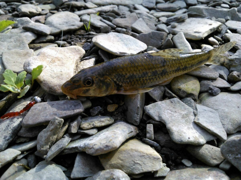 морское ушко