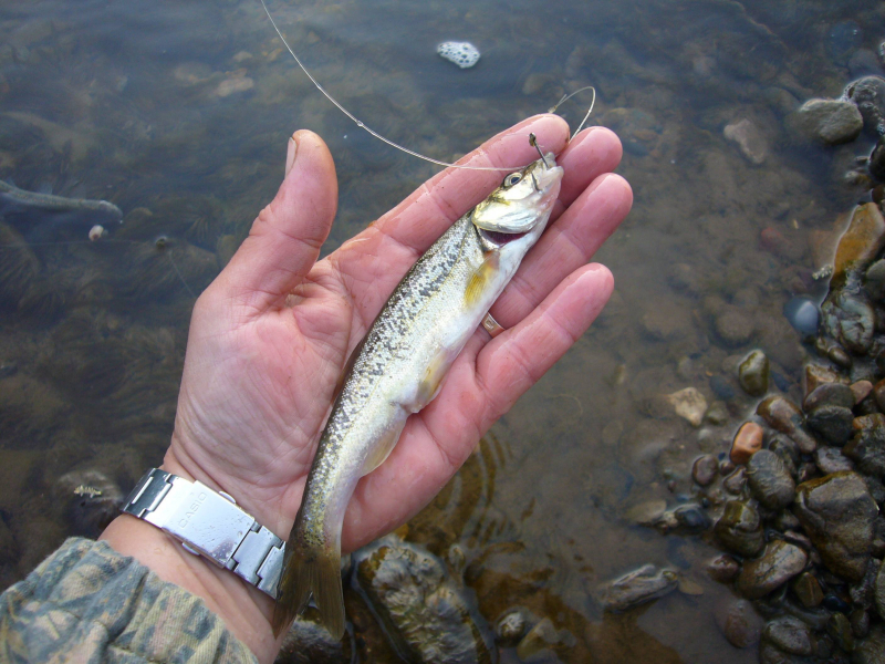 морское ушко