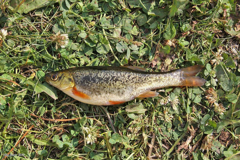 морское ушко