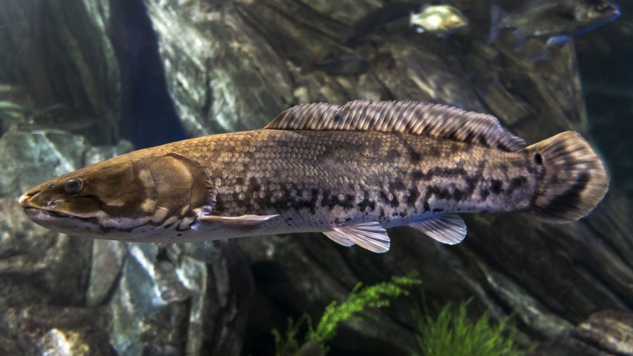 Озерная рыба, фото