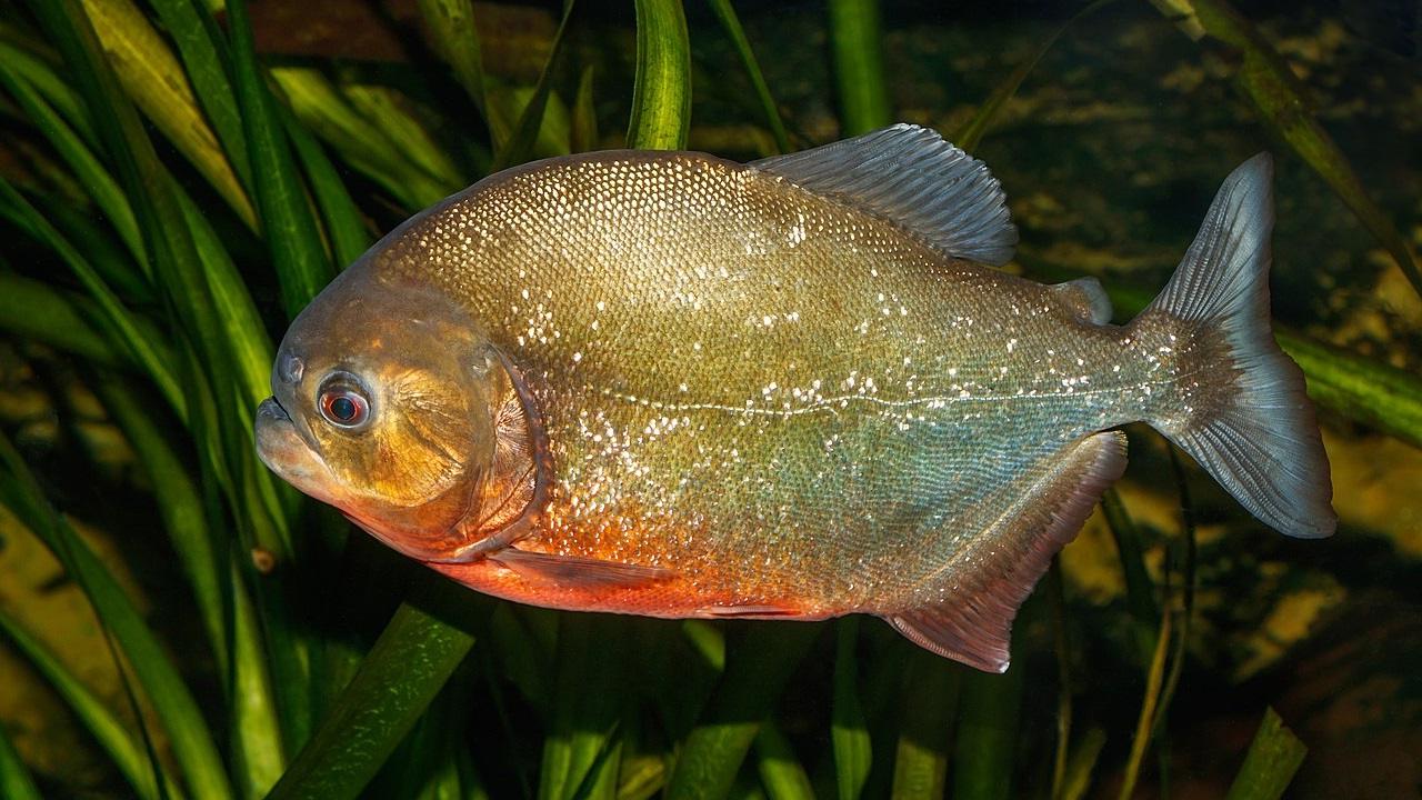 Рыба пиранья, картина