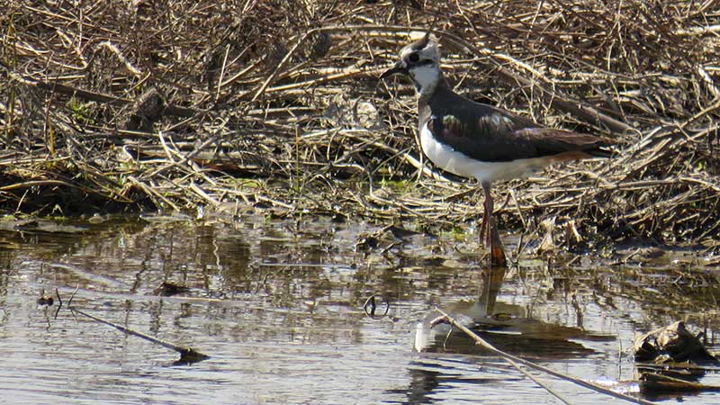 Самка чибиса