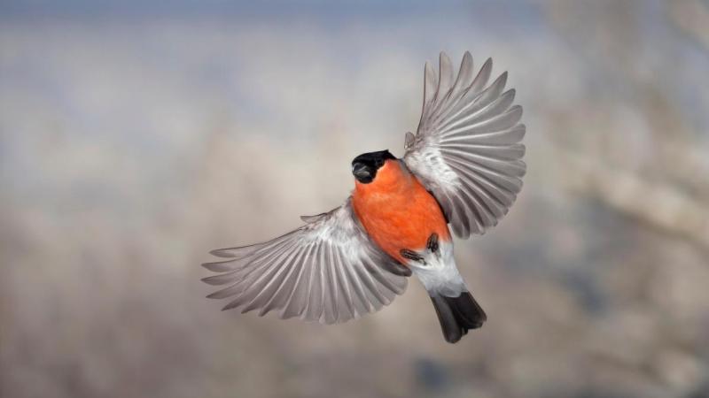 На ходу На ходу