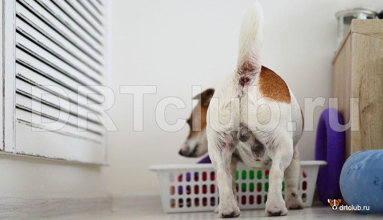 Почему собака пахнет собакой