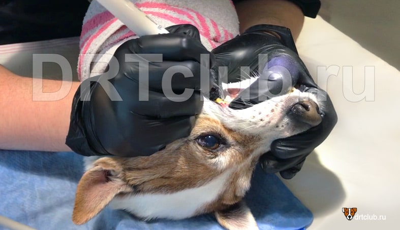 У собаки плохо пахнет из пасти