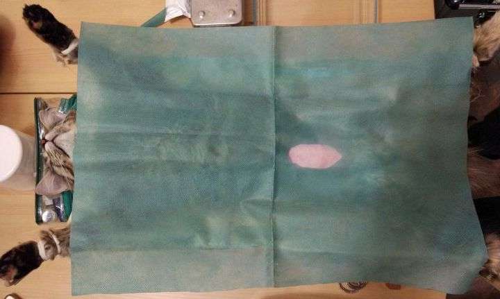 Стерилизация кошки:  описание, виды, как проводят операцию