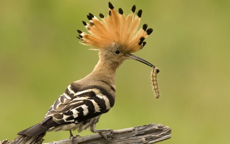 Ест гусеницу Ест гусеницу