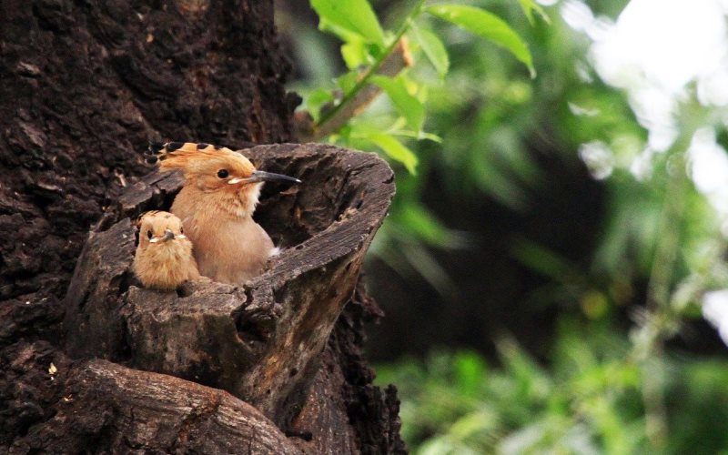 Гнездо удода Гнездо удода