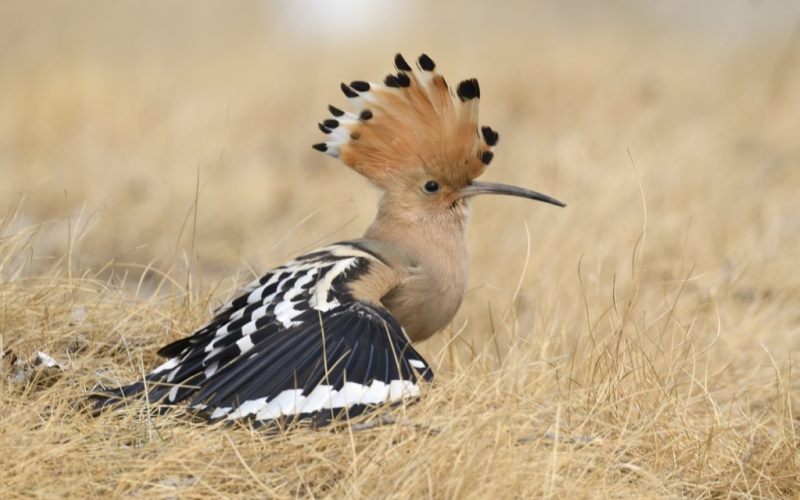 Красивая птица Красивая птица