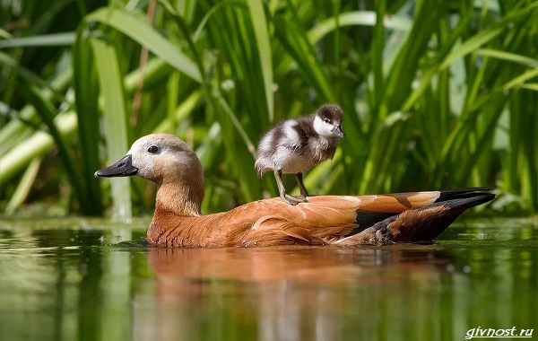 Утка огонь-описание-особенности-образ жизни-и-среда обитания-птицы-17