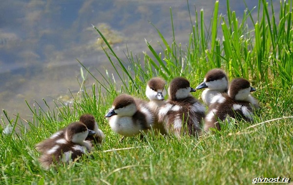 Утка огонь-описание-особенности-образ жизни-и-среда обитания-птицы-19