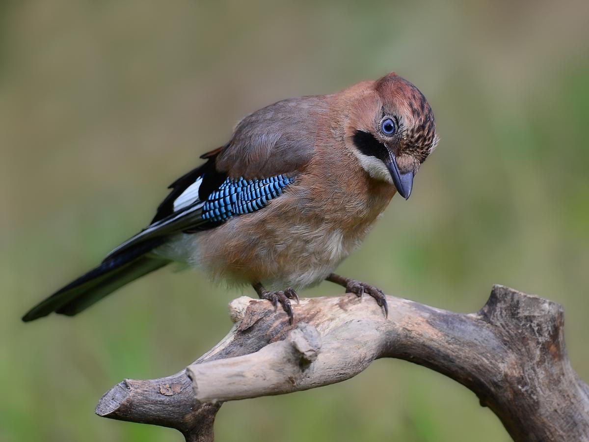 Сойка: описание птицы, особенности поведения, виды и среда обитания