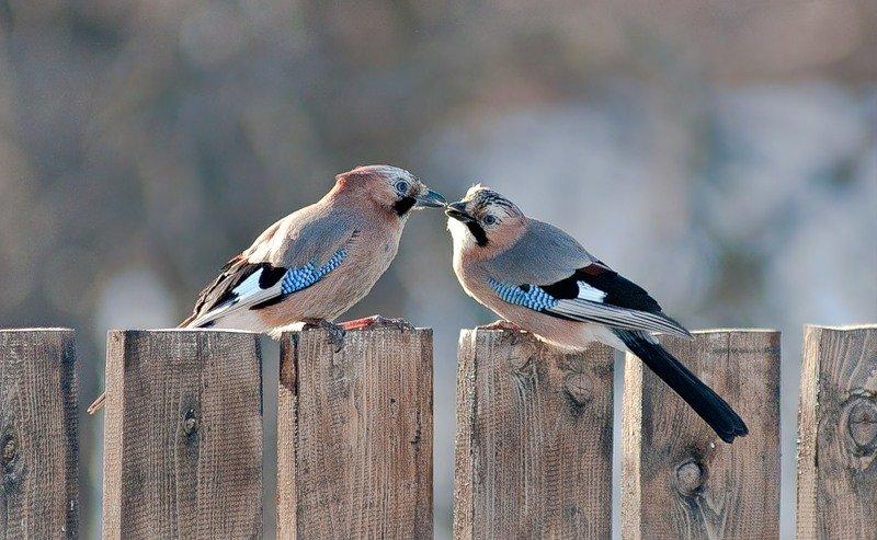 Сойка: описание птицы, особенности поведения, виды и среда обитания