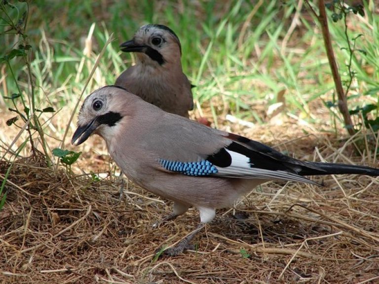 Сойка: описание птицы, особенности поведения, виды и среда обитания