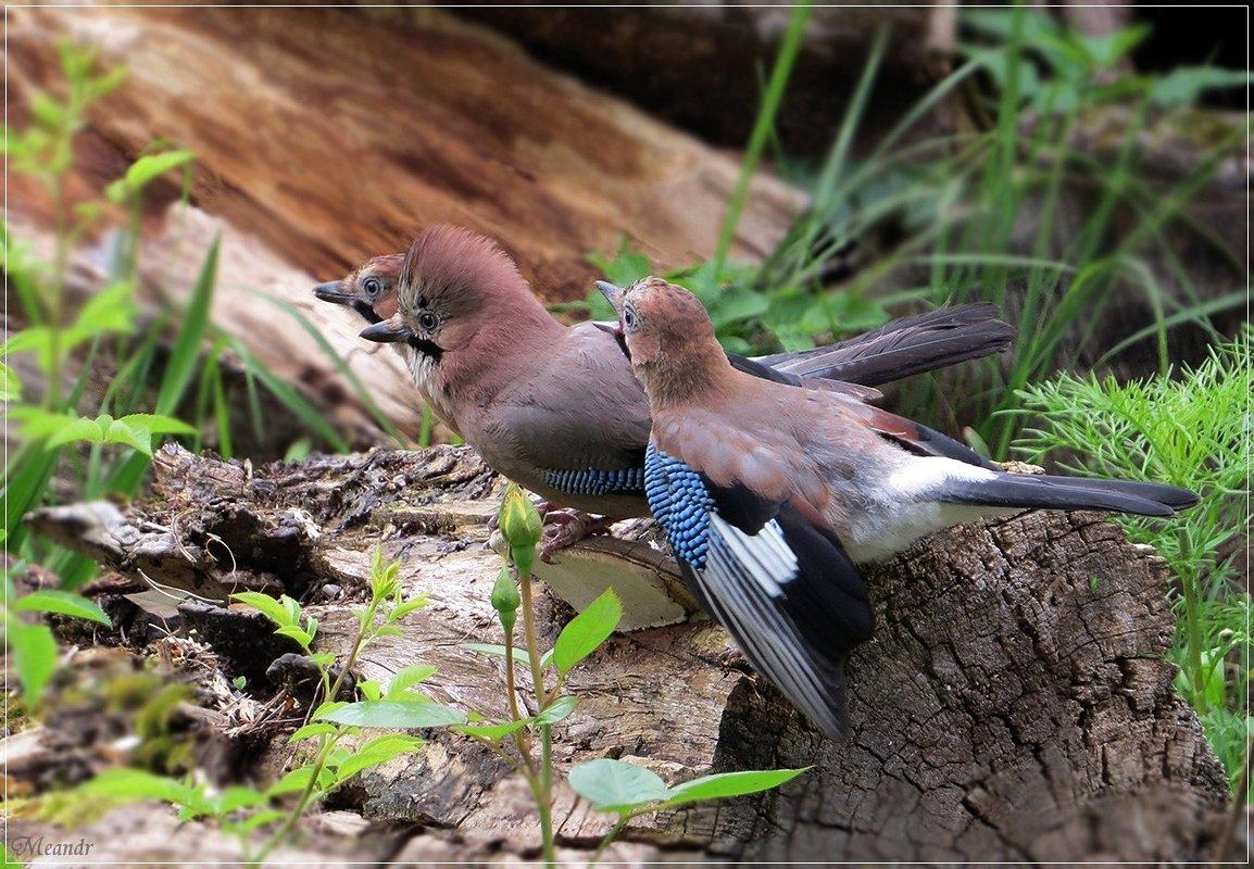 Сойка - описание птицы, чем питается и где обитает