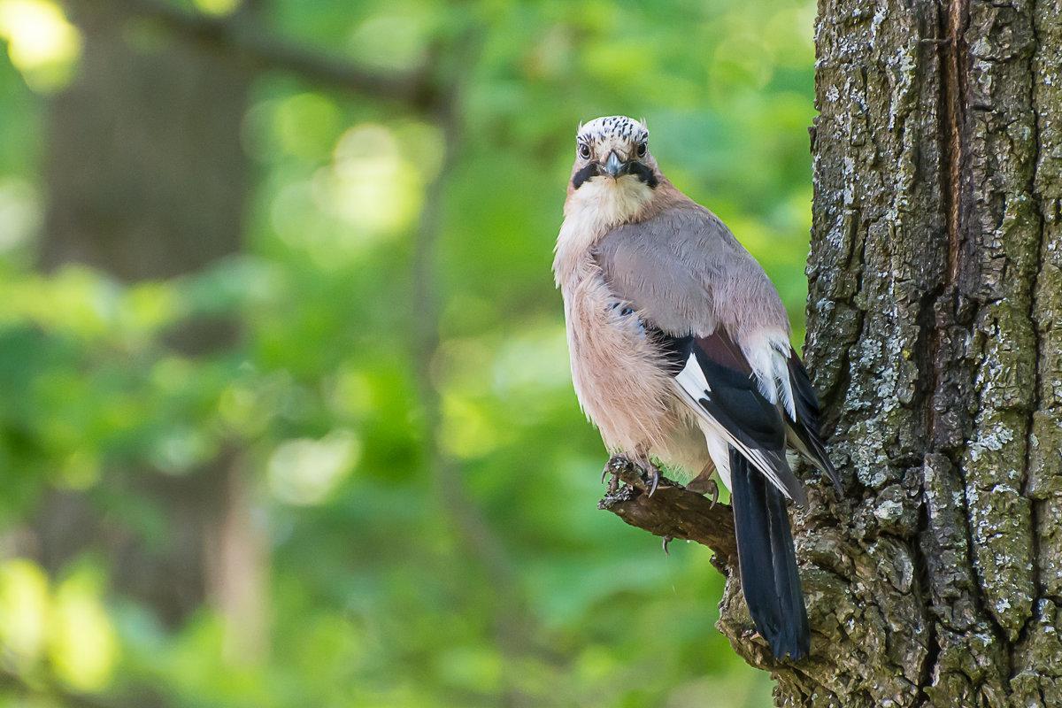 Сойка - описание птицы, чем питается и где обитает