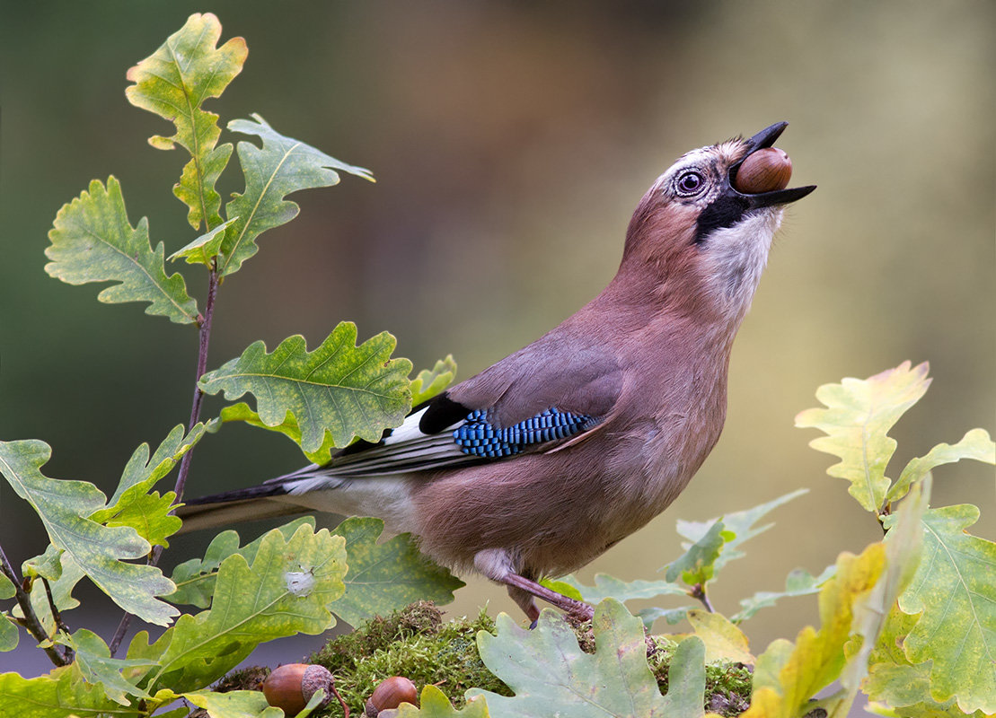 Сойка - описание птицы, чем питается и где обитает