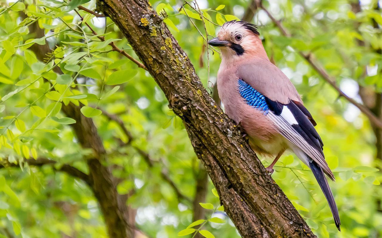 Сойка - описание птицы, чем питается и где обитает