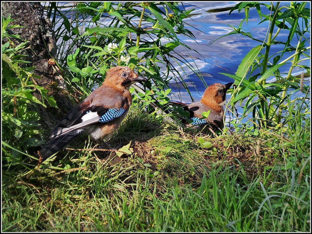 Сойка - описание птицы, чем питается и где обитает