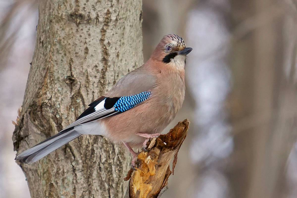 Сойка - описание птицы, чем питается и где обитает