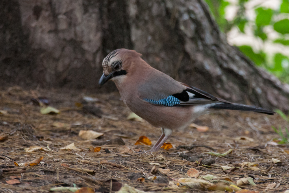 Сойка - описание птицы, чем питается и где обитает