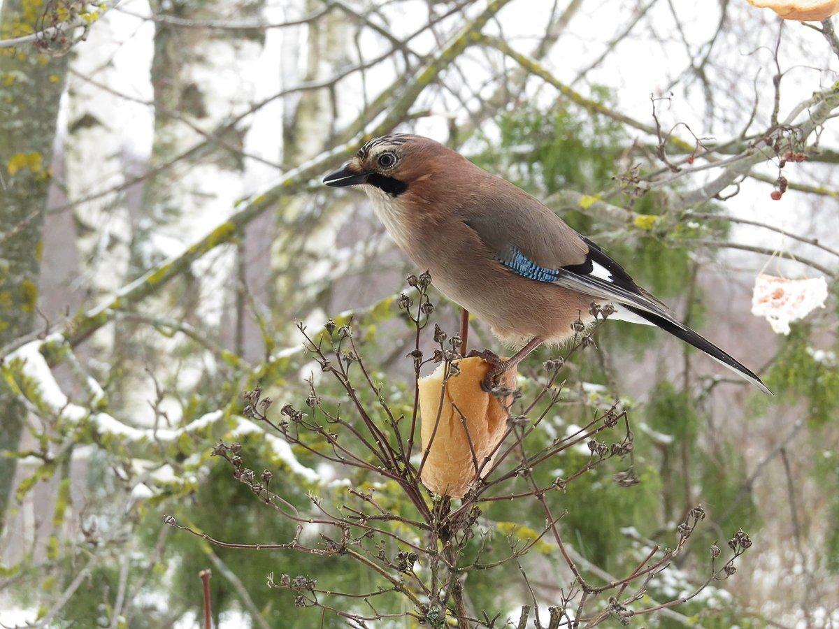 Сойка - описание птицы, чем питается и где обитает