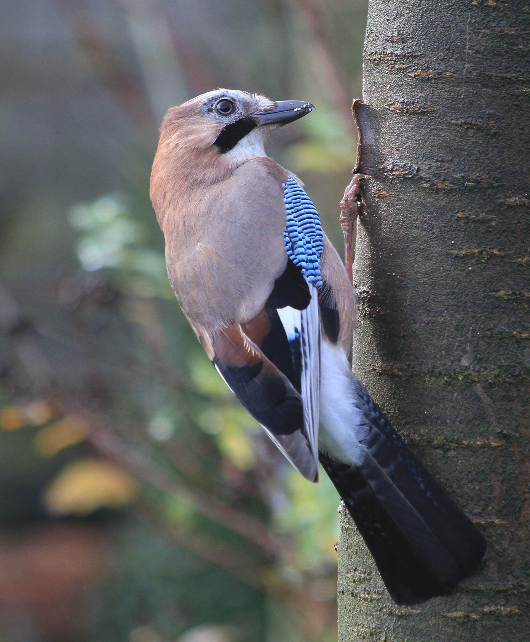 Сойка - описание птицы, чем питается и где обитает