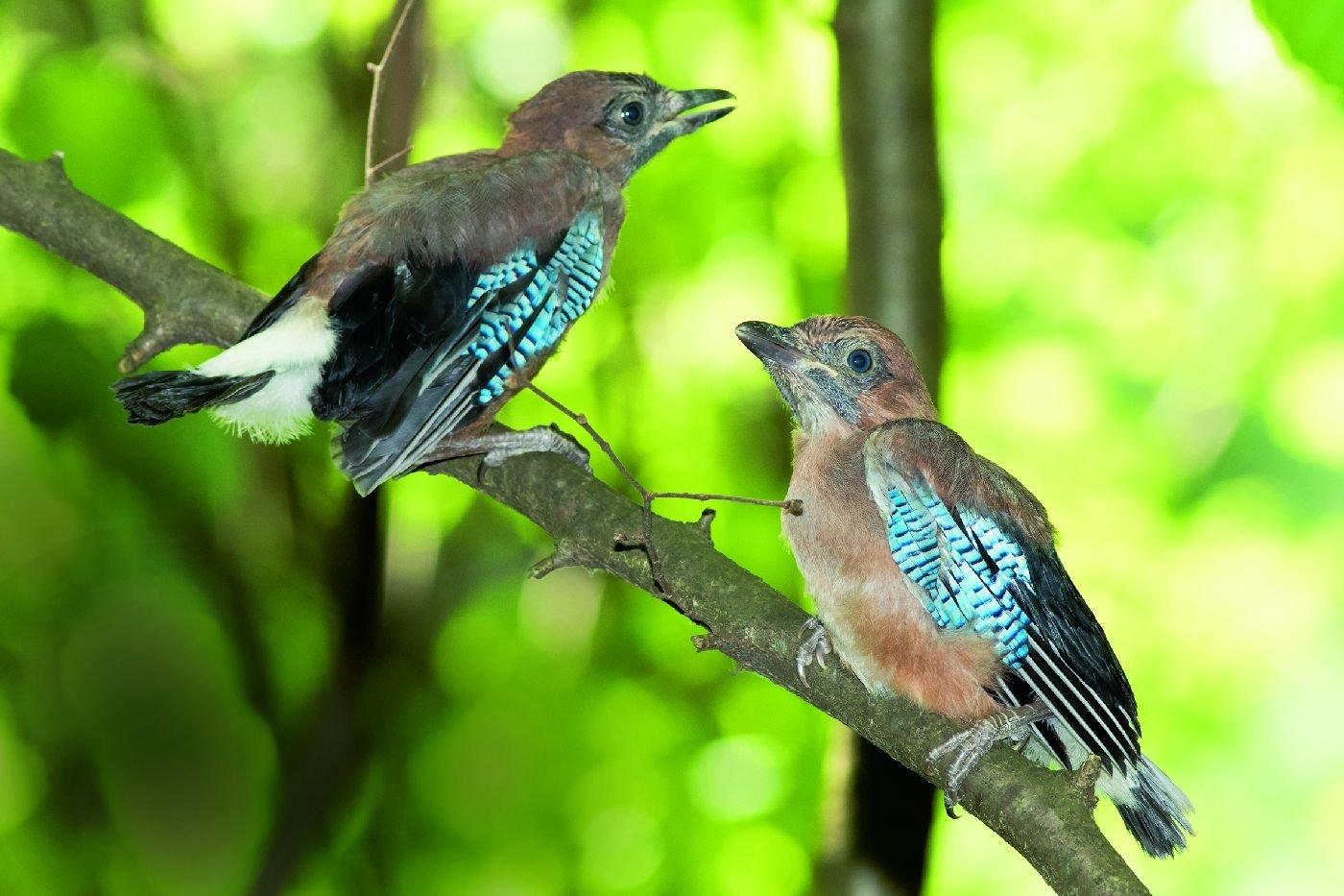 Сойка - описание птицы, чем питается и где обитает