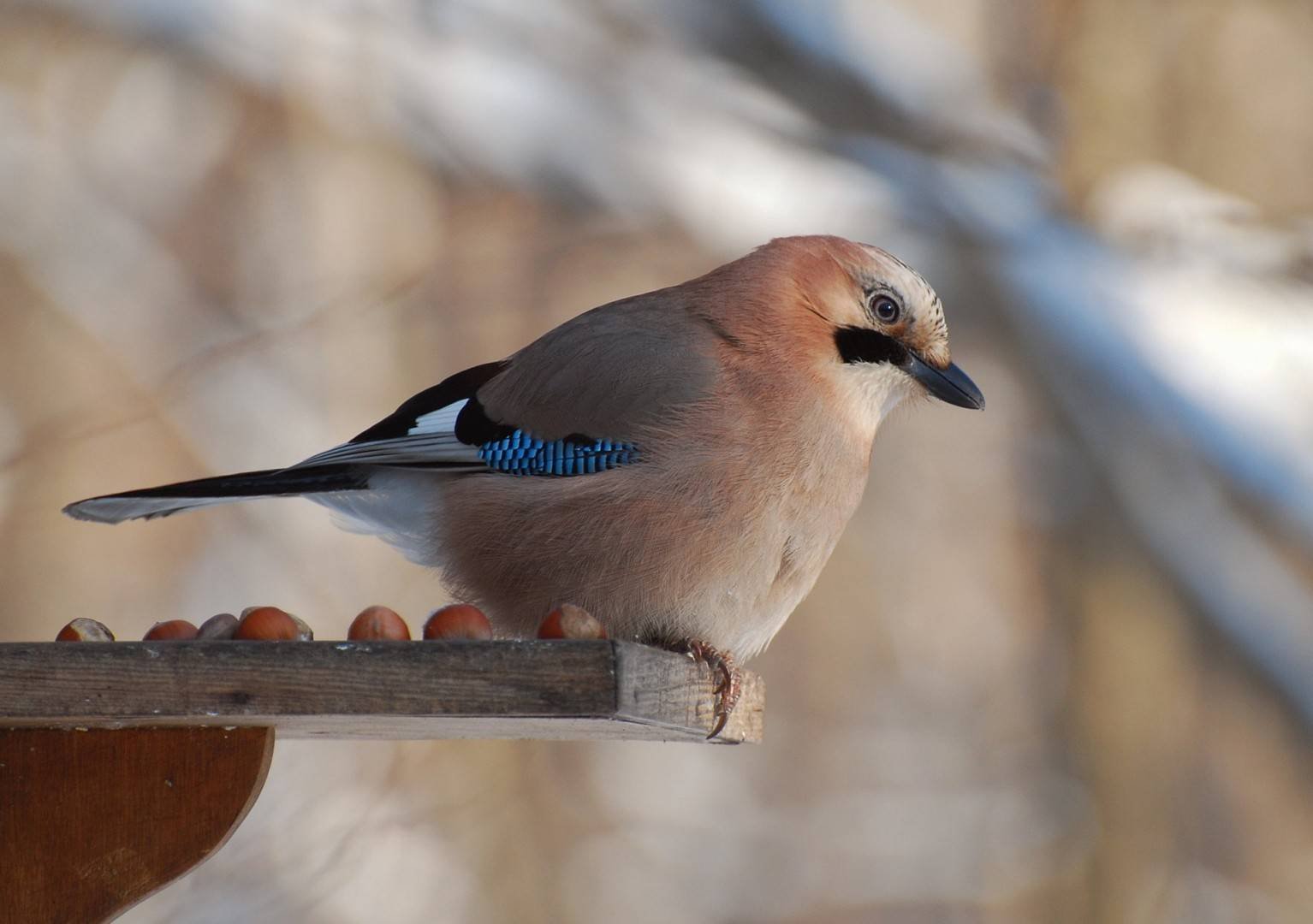 Сойка: описание птицы, особенности поведения, виды и среда обитания