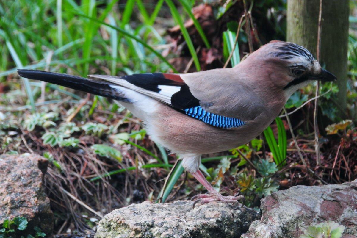 Сойка: описание птицы, особенности поведения, виды и среда обитания