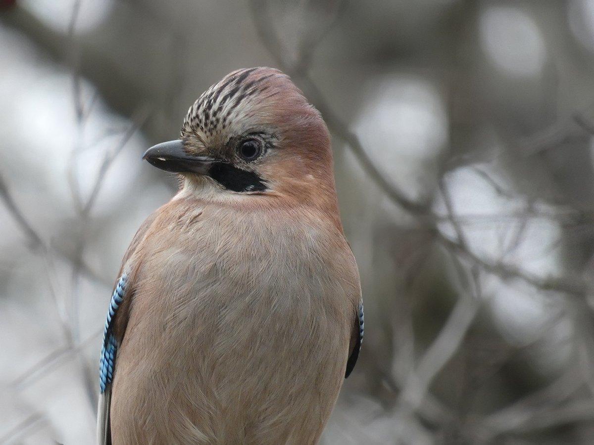 Сойка: описание птицы, особенности поведения, виды и среда обитания