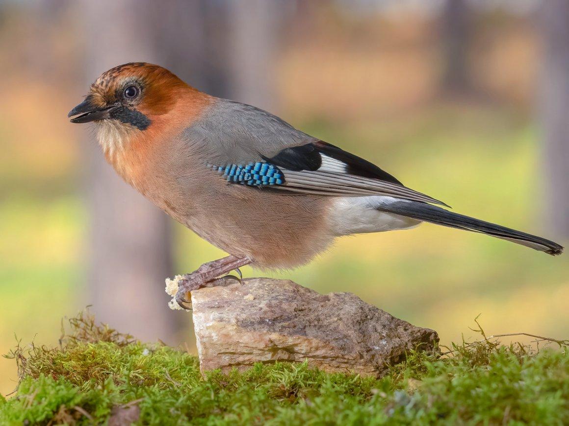 Сойка: описание птицы, особенности поведения, виды и среда обитания