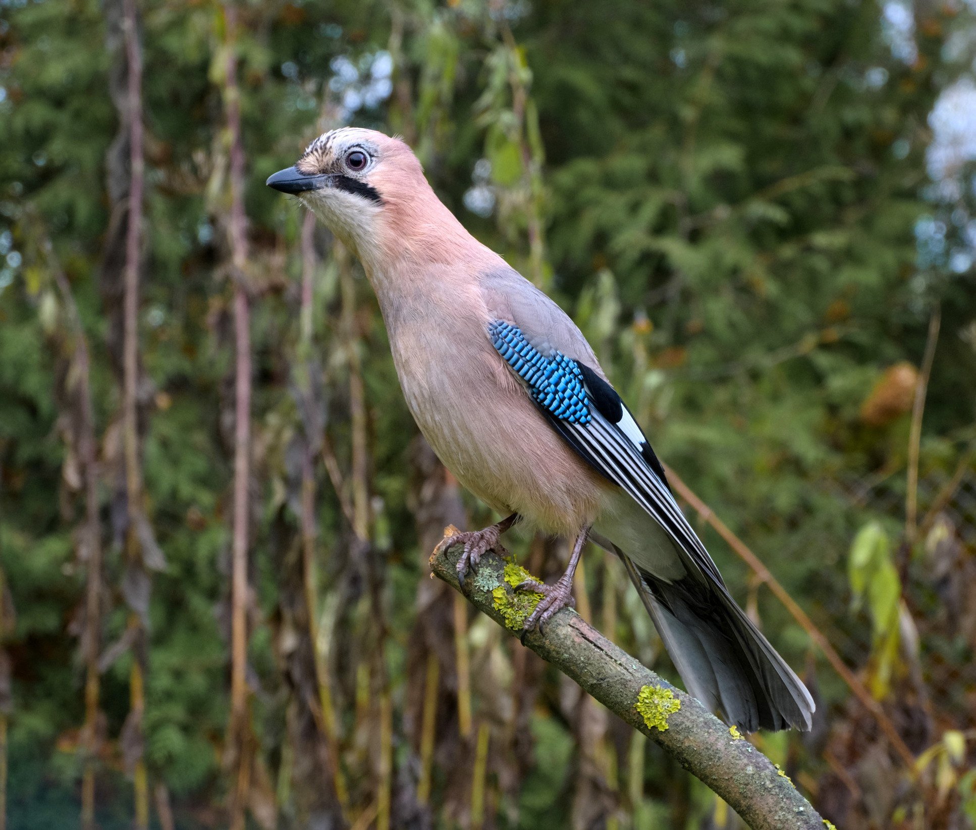 Сойка: описание птицы, особенности поведения, виды и среда обитания