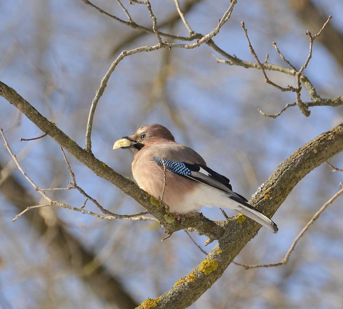Сойка: описание птицы, особенности поведения, виды и среда обитания
