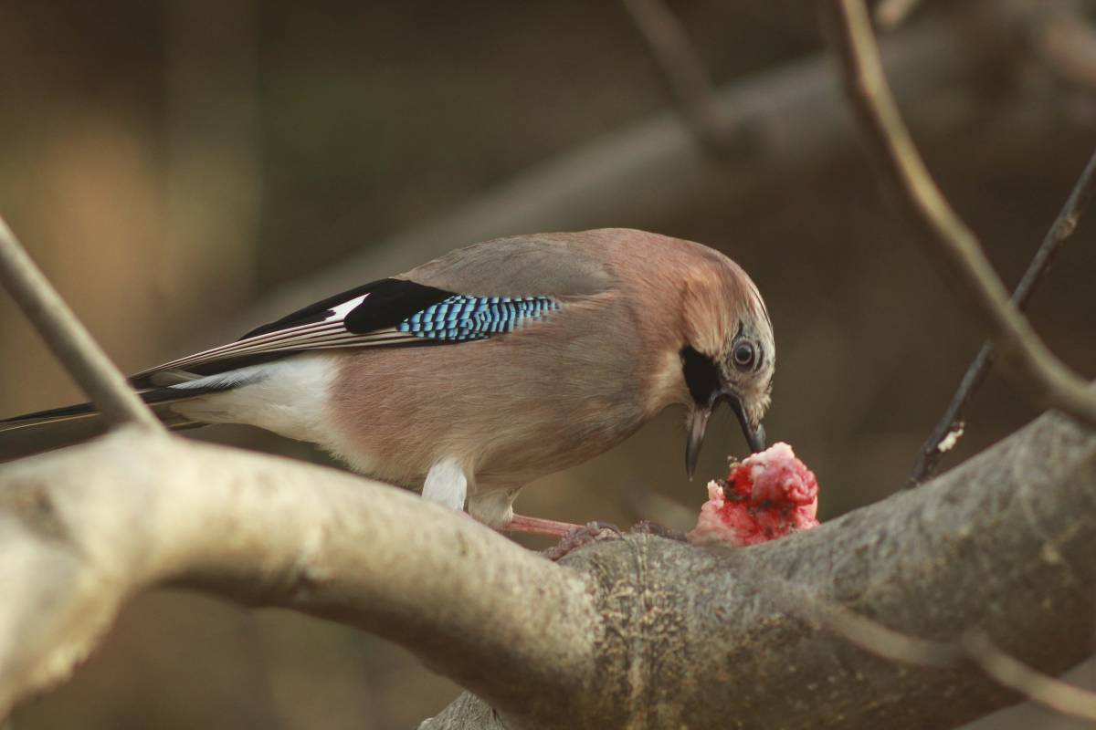 Сойка: описание птицы, особенности поведения, виды и среда обитания