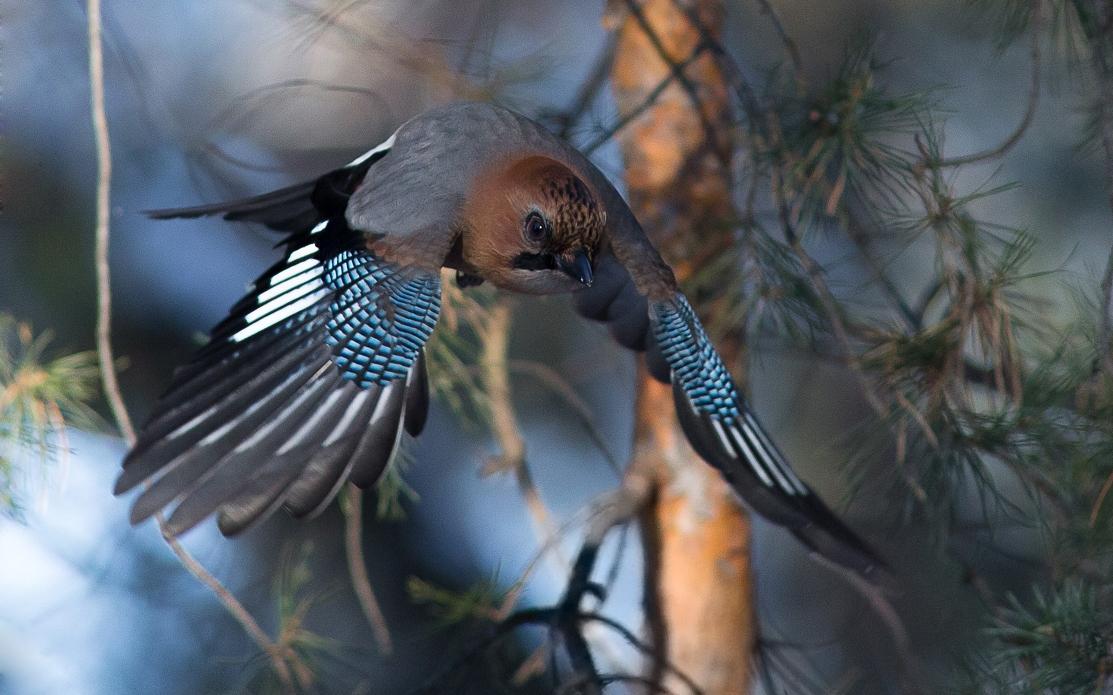 Сойка: описание птицы, особенности поведения, виды и среда обитания