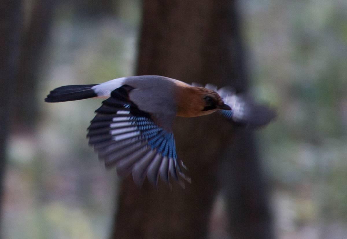 Сойка: описание птицы, особенности поведения, виды и среда обитания
