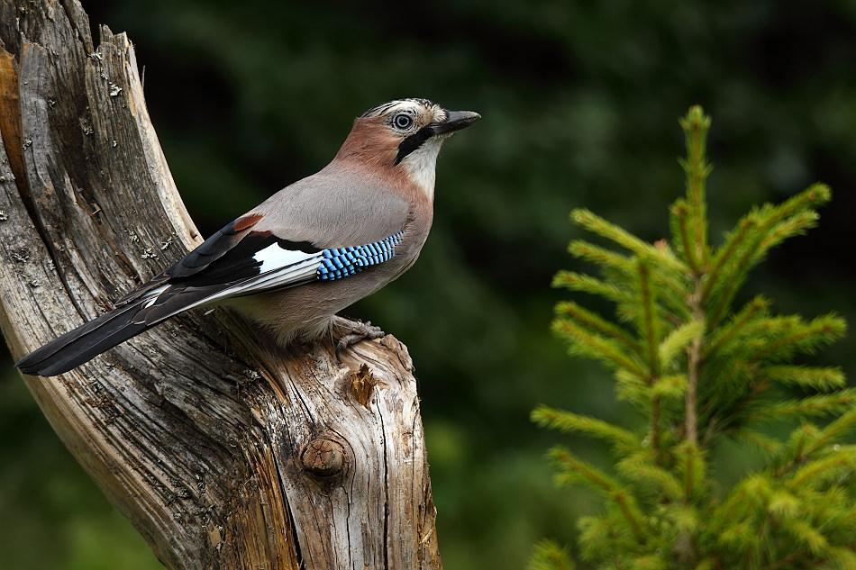 Сойка: описание птицы, особенности поведения, виды и среда обитания