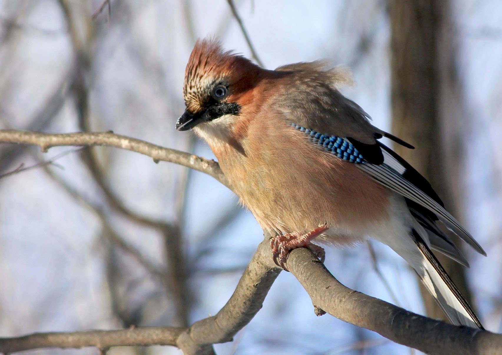 Сойка: описание птицы, особенности поведения, виды и среда обитания