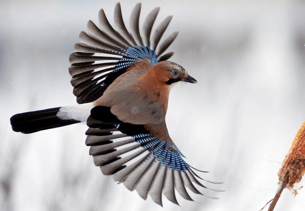 Сойка: описание птицы, особенности поведения, виды и среда обитания