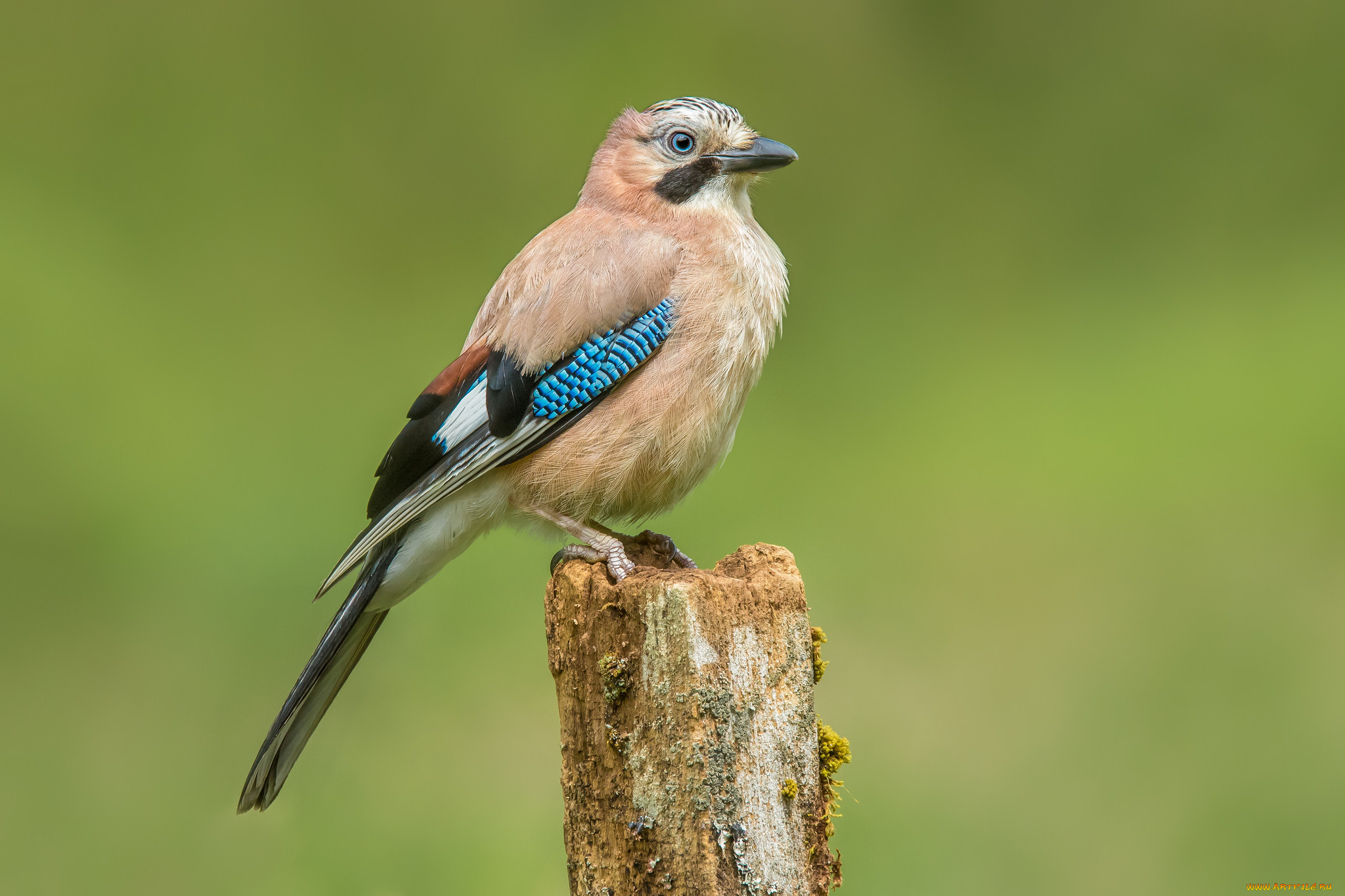 Сойка: описание птицы, особенности поведения, виды и среда обитания