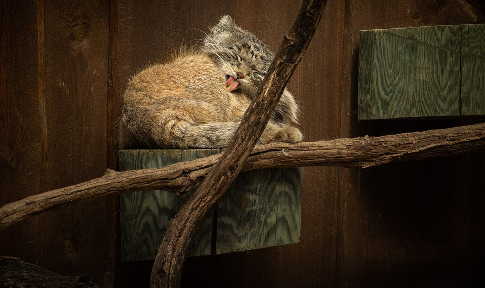 Дикий кот манул (115 фото): что это за животное, Палласов кот, где обитает, место в Красной книге