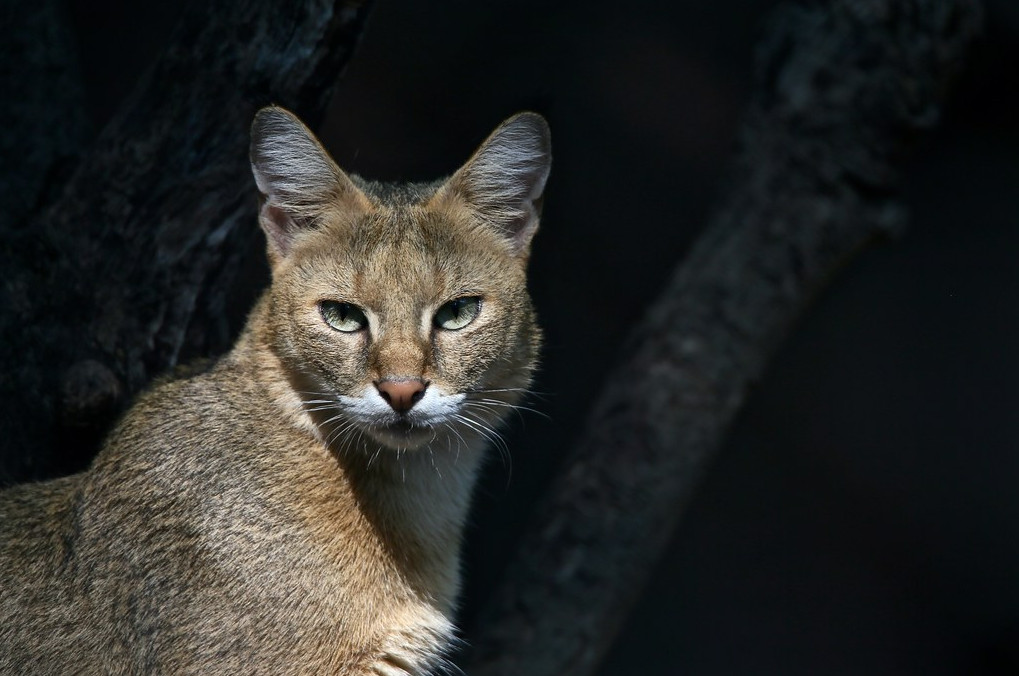 Джунглевая кошка или кошка (105 фото): образ жизни, где живет, можно ли быть домашним питомцем