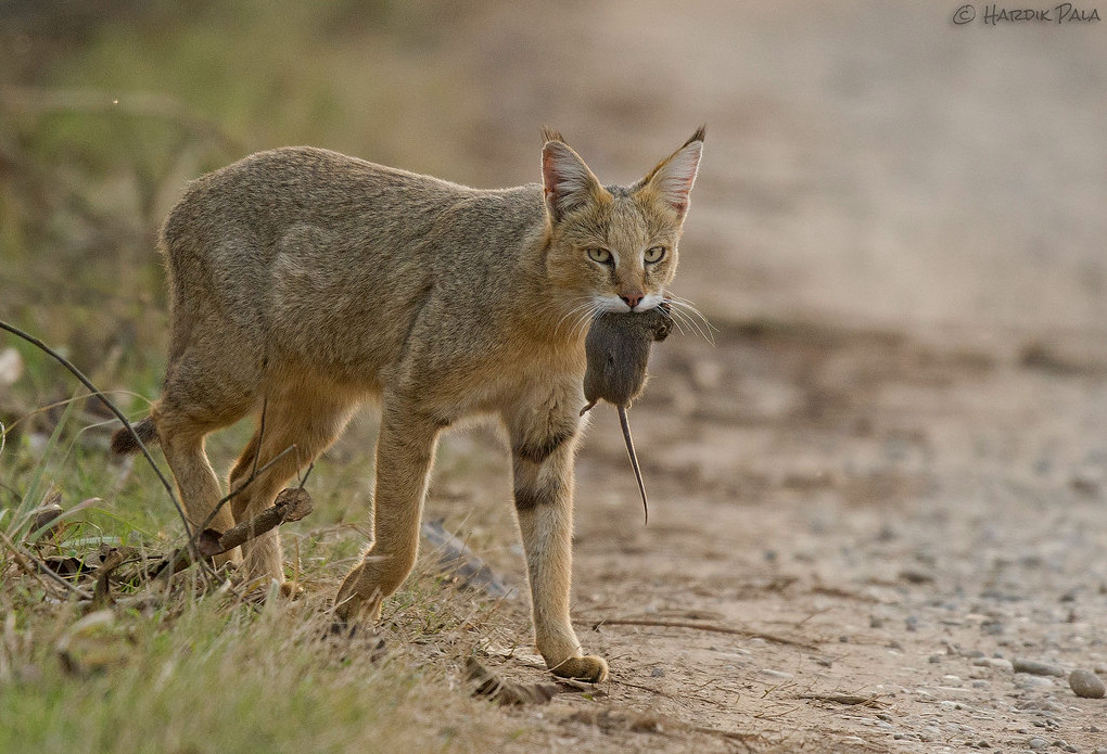 Джунглевая кошка или кошка (105 фото): образ жизни, где живет, можно ли быть домашним питомцем