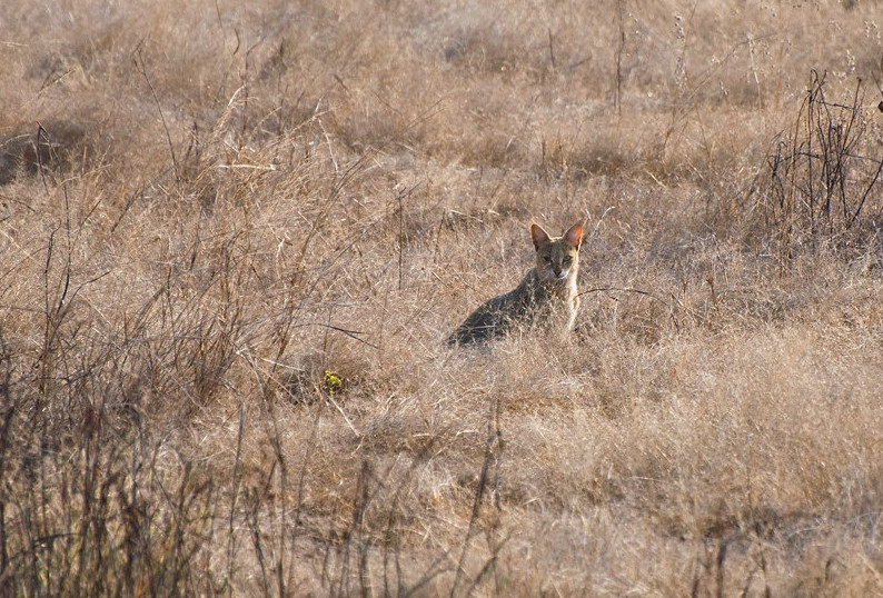 Джунглевая кошка или кошка (105 фото): образ жизни, где живет, можно ли быть домашним питомцем