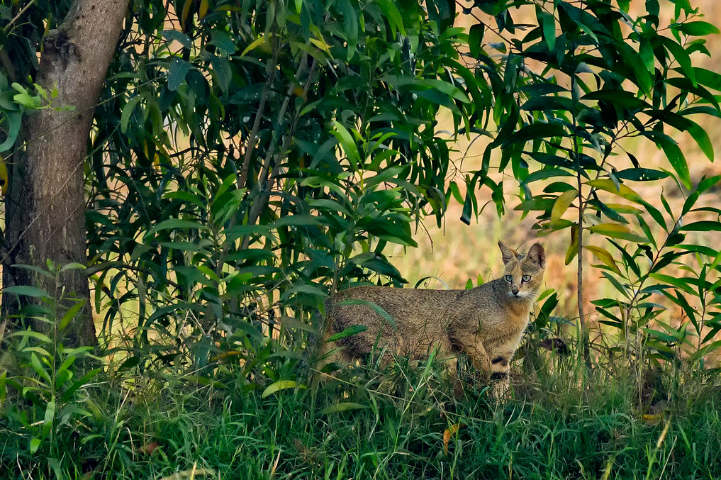 Джунглевая кошка или кошка (105 фото): образ жизни, где живет, можно ли быть домашним питомцем