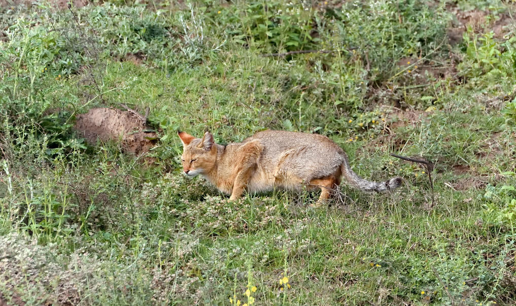 Джунглевая кошка или кошка (105 фото): образ жизни, где живет, можно ли быть домашним питомцем