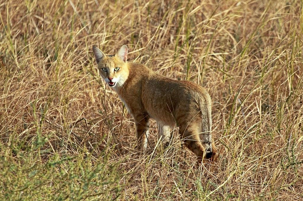 Джунглевая кошка или кошка (105 фото): образ жизни, где живет, можно ли быть домашним питомцем