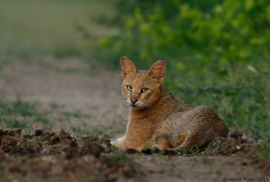 Джунглевая кошка или кошка (105 фото): образ жизни, где живет, можно ли быть домашним питомцем